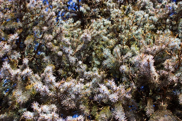 Weihnachtsbaum Auf Naturhintergrund Nahaufnahme — Stockfoto