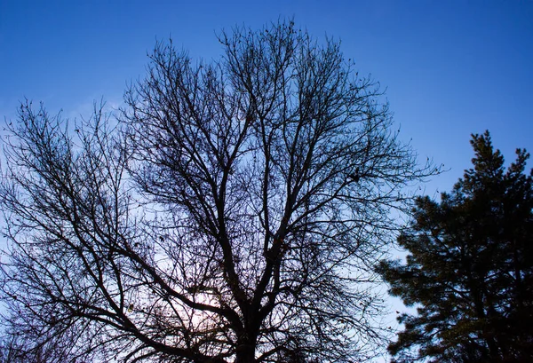 Träd Mot Himlen — Stockfoto