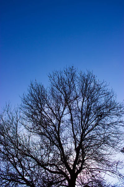 Träd Mot Himlen — Stockfoto