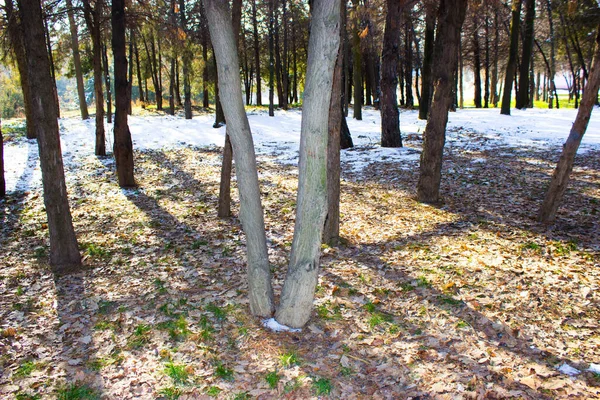 冬季森林里的树木 — 图库照片