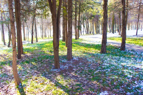 Árboles Bosque Invierno — Foto de Stock