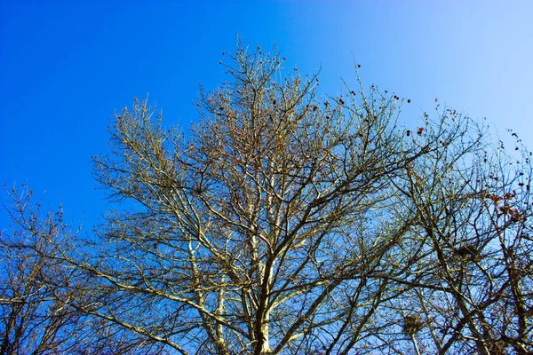 Drzewo Niebie — Zdjęcie stockowe