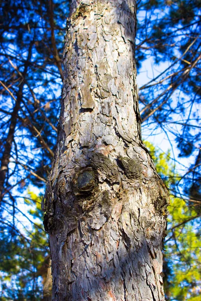 Дерево Против Неба — стоковое фото