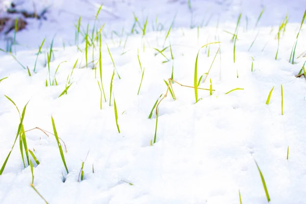 Hierba Nieve — Foto de Stock