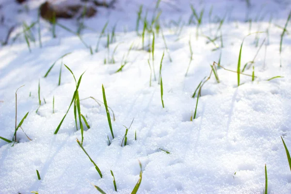 Hierba Nieve — Foto de Stock