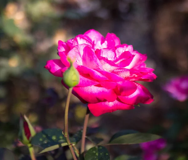 Doğada sonbahar pembe gülü