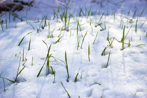 Gras Sneeuw — Stockfoto