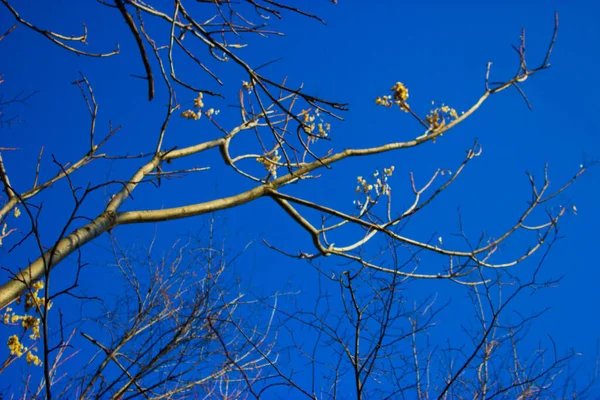 Tree Sky — Stock Photo, Image