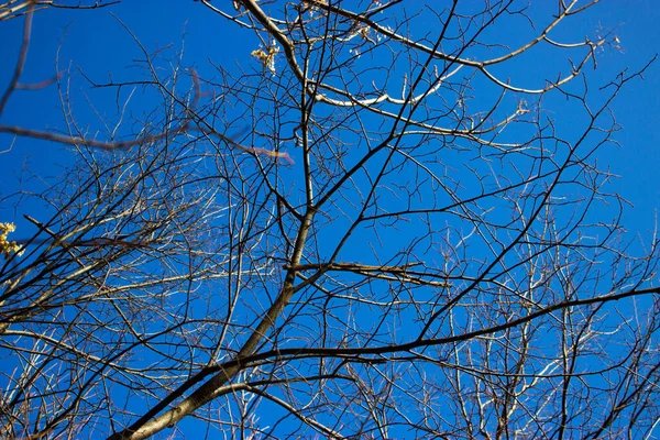 Baum Gegen Den Himmel — Stockfoto