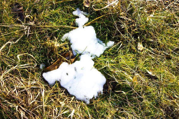 雪地里的草 — 图库照片