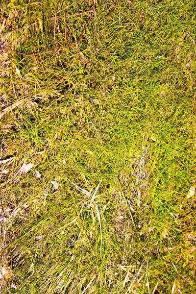 Abstracte Achtergrond Van Groen Gras Textuur Met Kopieerruimte — Stockfoto