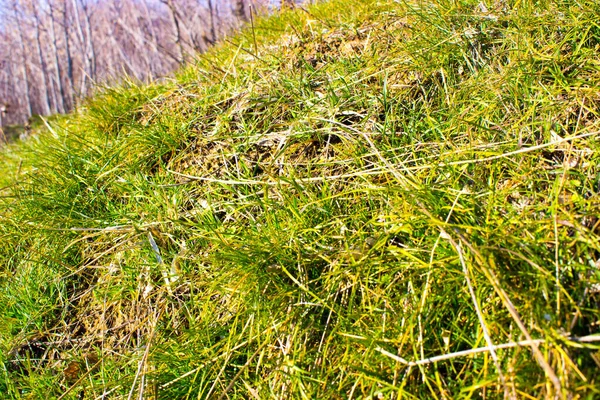 Beauiful Green Grass Nature Background — Stock Photo, Image