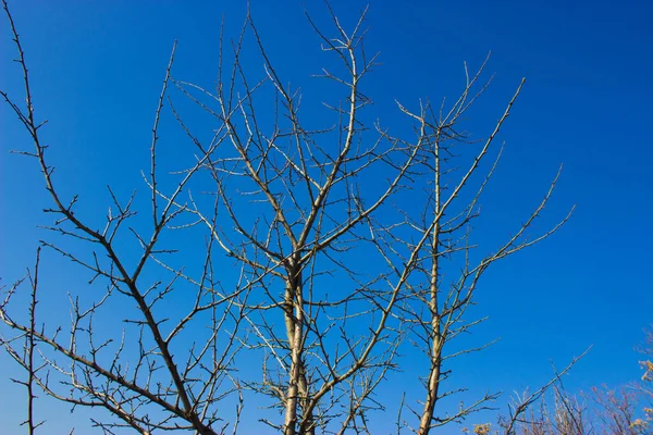 Drzewo Niebie — Zdjęcie stockowe