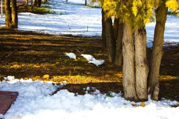 Weiße Taube Verschwommenen Raum Auf Dem Boden — Stockfoto