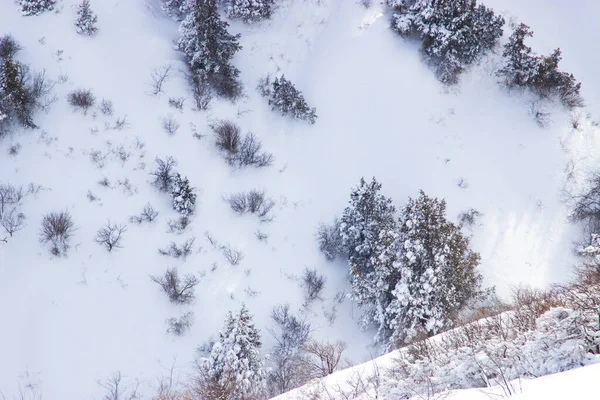 Гілки Дерев Снігу — стокове фото