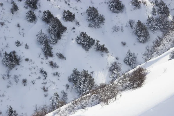 Ramos Árvores Neve — Fotografia de Stock