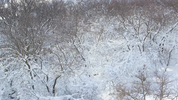 Ramas Árboles Nieve — Foto de Stock