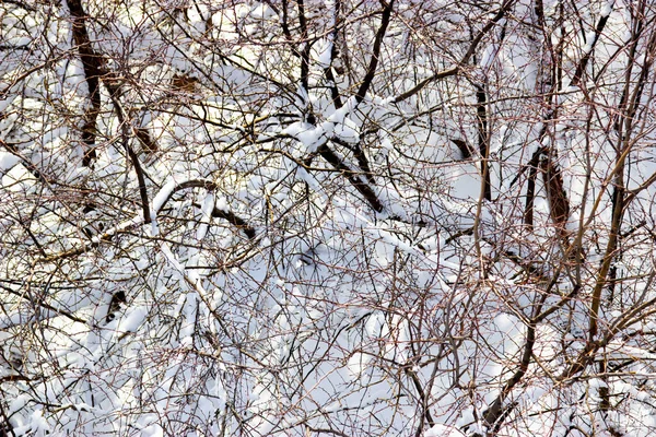 Äste Von Bäumen Schnee — Stockfoto