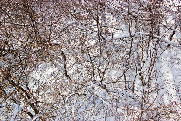 Takken Van Bomen Sneeuw — Stockfoto