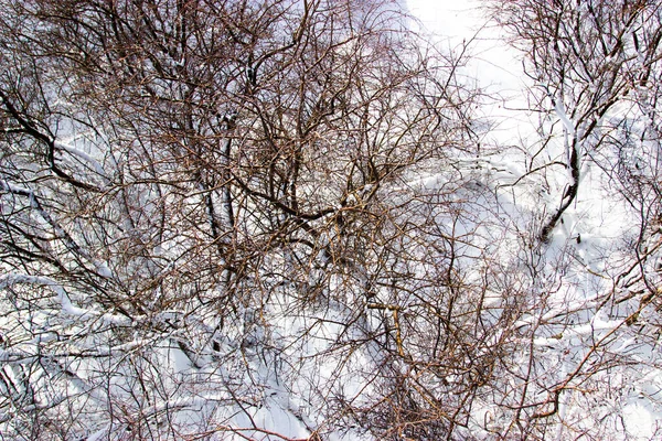 Branches Arbres Dans Neige — Photo