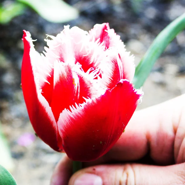 beautiful tulip on background. Tulip in spring
