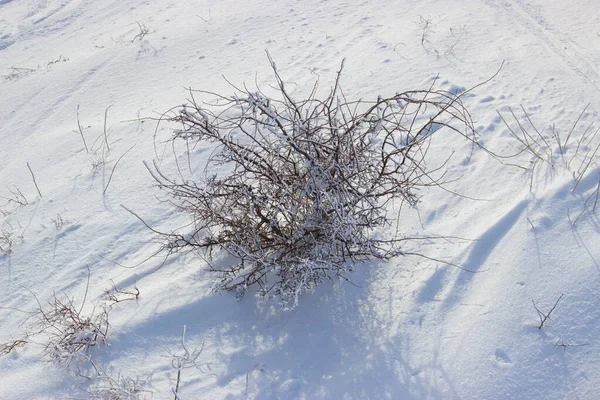 雪地里的树枝 — 图库照片