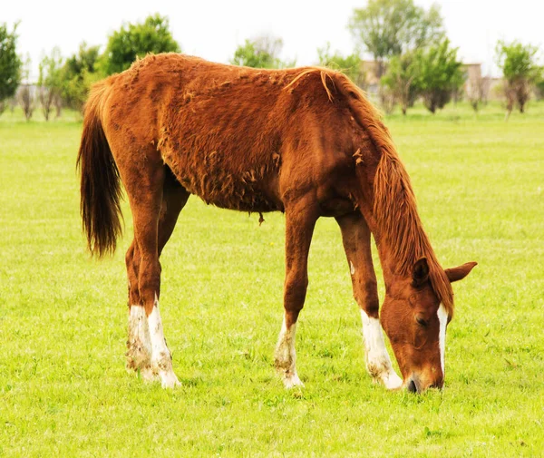 Koń Boisku — Zdjęcie stockowe
