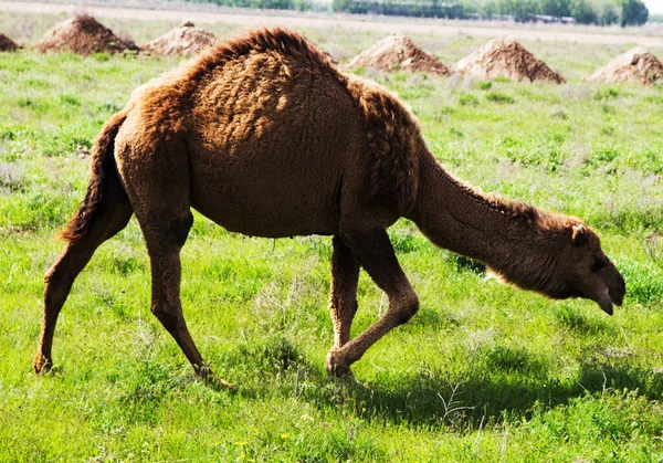 Kamelbete Ett Fält — Stockfoto