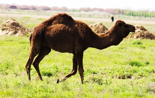 Kamelbete Ett Fält — Stockfoto