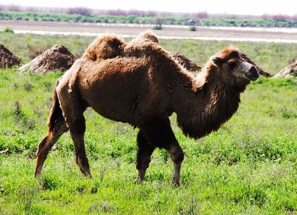 Kamelbete Ett Fält — Stockfoto