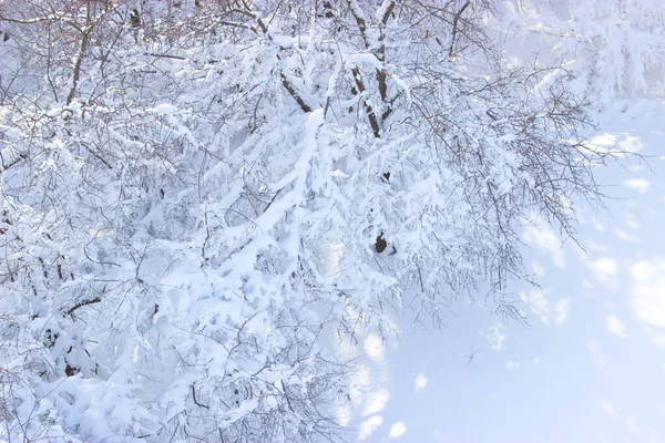 Äste Von Bäumen Schnee — Stockfoto