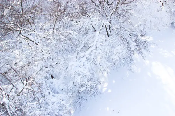 Äste Von Bäumen Schnee — Stockfoto