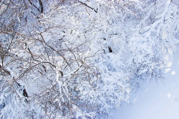 Ramas Árboles Nieve — Foto de Stock