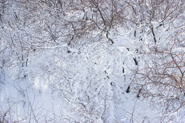 Äste Von Bäumen Schnee — Stockfoto