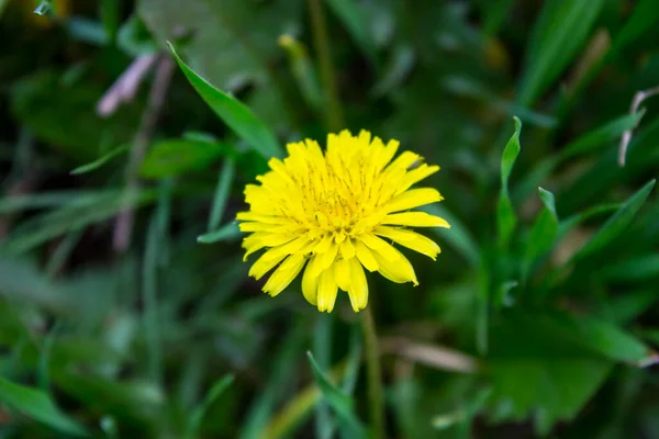 Beautiful Yellow Dandelion Nature Background — Stock Photo, Image