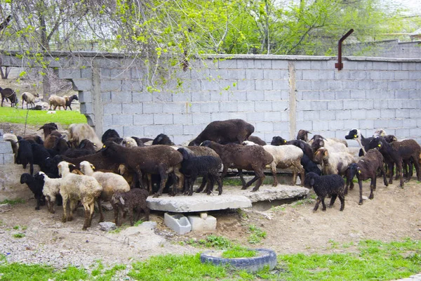 Doğada yaşayan güzel koyunlar.