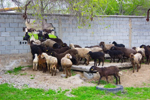 Doğada yaşayan güzel koyunlar.