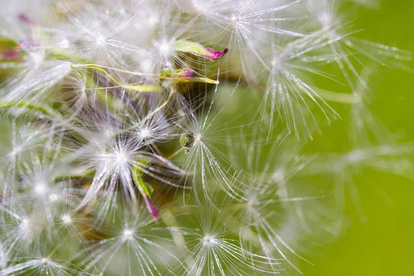 Karahindiba Makro Damlaları — Stok fotoğraf