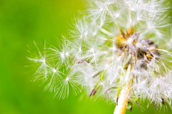 Karahindiba Makro Damlaları — Stok fotoğraf