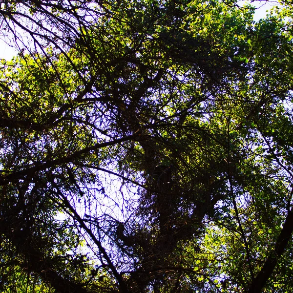 Belo Dia Floresta Fundo Natureza — Fotografia de Stock