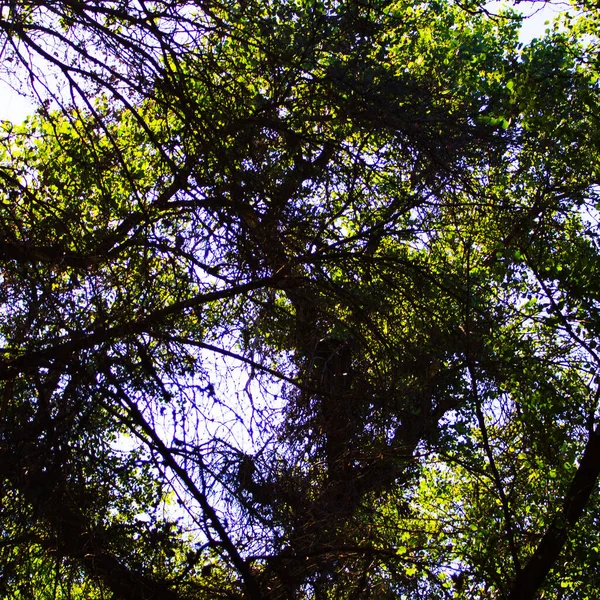 Beautiful Forest Day Nature Background — Stock Photo, Image