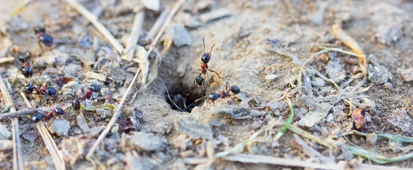 Fourmis Animaux Sur Fond Nature Gros Plan — Photo