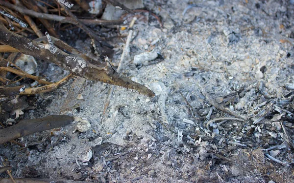 Charbon Après Feu Sur Fond Nature — Photo