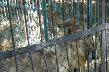 Kafesteki Afrika geyiği