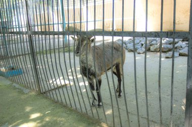 Kafesteki Afrika geyiği