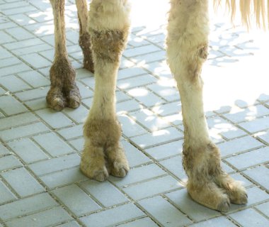 Devenin iki bacağı.