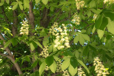 Baharda yeşil ağaçlar