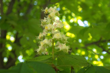 Baharda yeşil ağaçlar