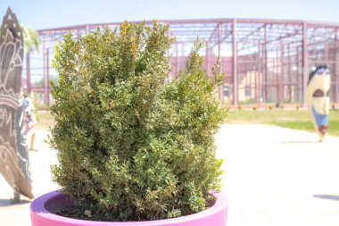 Baharda yeşil ağaçlar