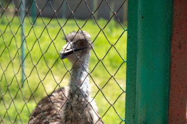 Kafesteki devekuşu kafası.